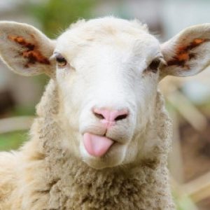 Profile photo of admin